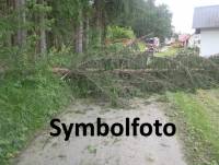 Symbolfoto Baum &uuml;ber Stra&szlig;e